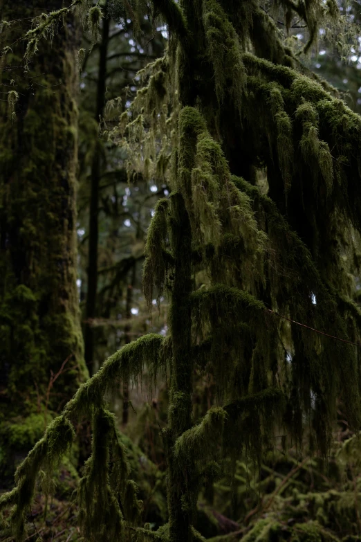 moss on trees in the woods during the day