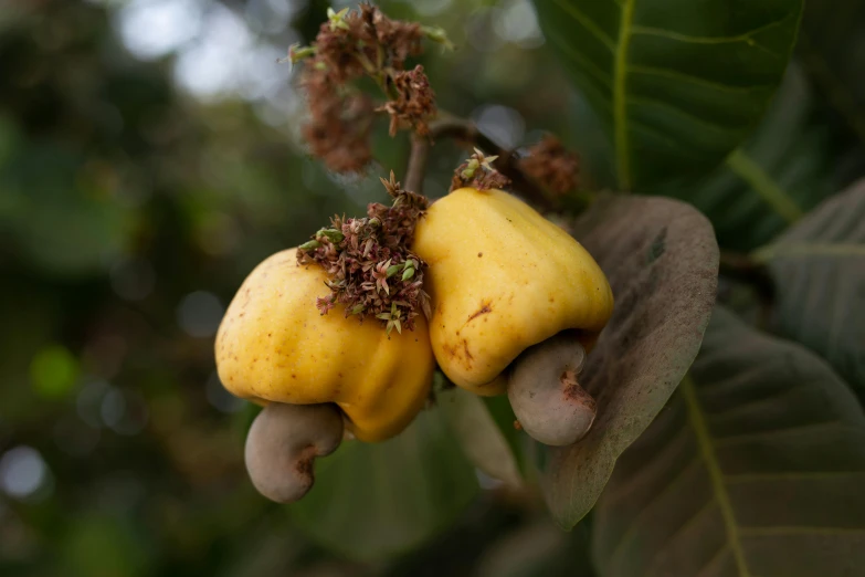 the plant is about ready to blossom its fruits