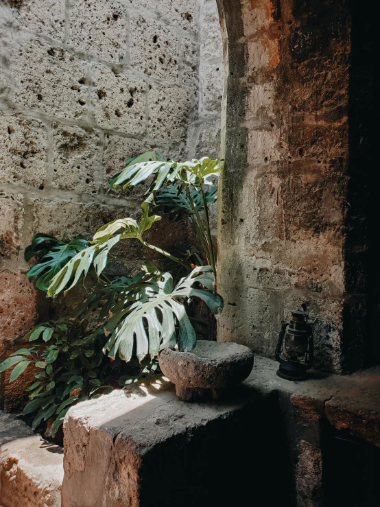 there are plants and some rocks sitting on the ground