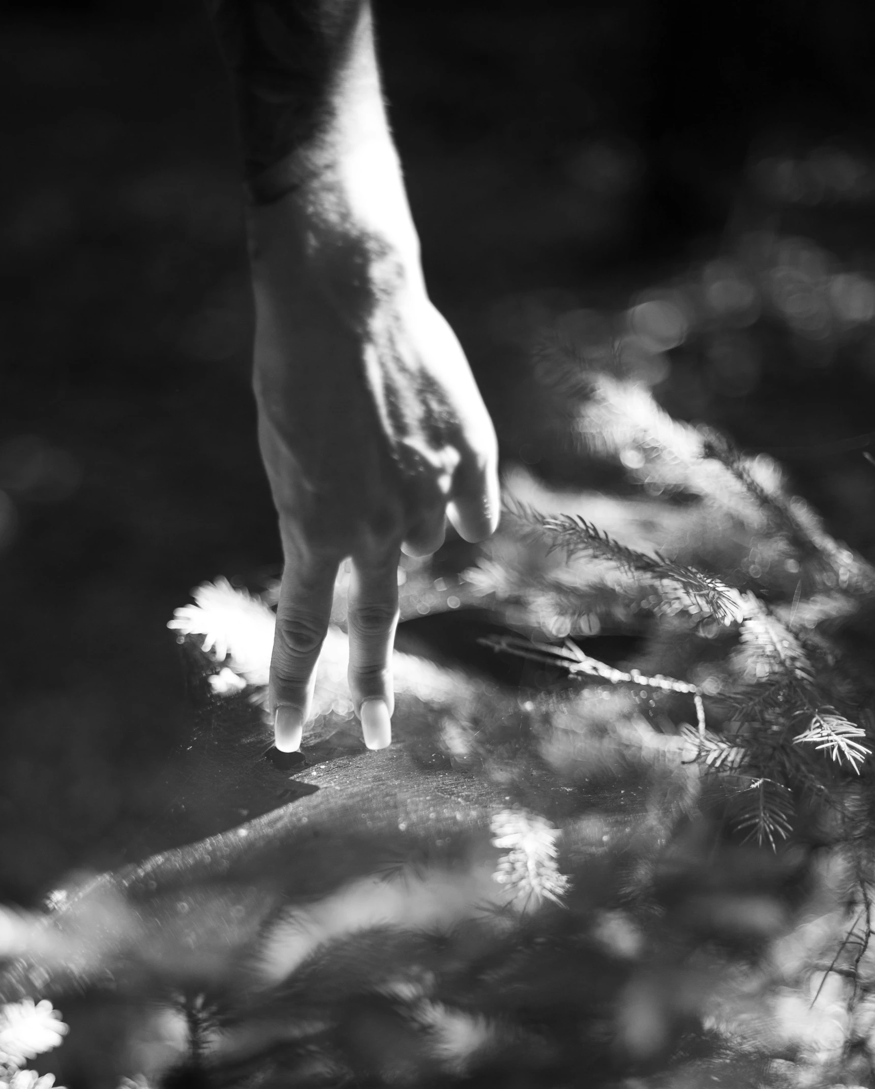 a hand reaching out from behind plants