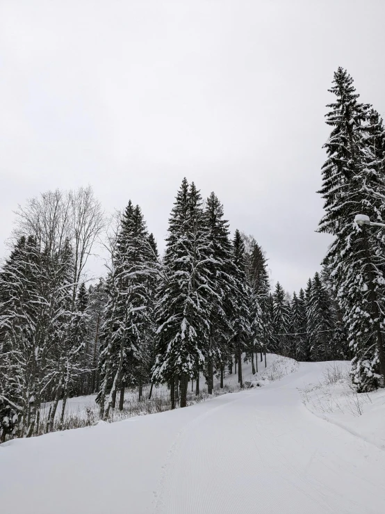 some snow trees and people skiing on the slope