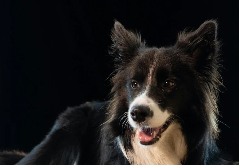 a black and white dog sitting on top of a floor