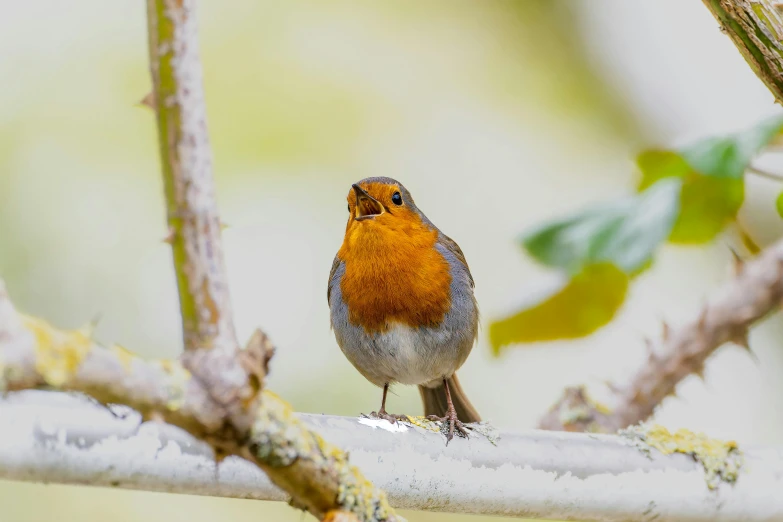 a small orange bird sits on top of a nch