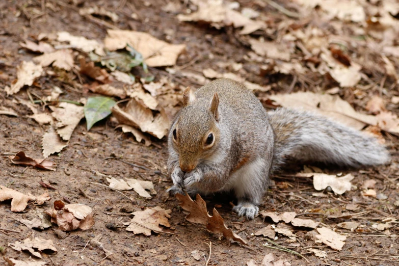 a squirrel that is eating soing with his hand