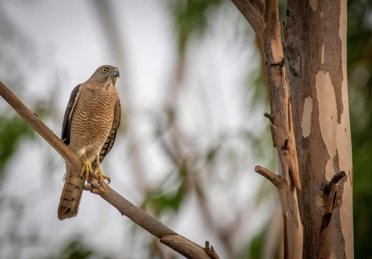 a hawk perched on top of a nch next to trees