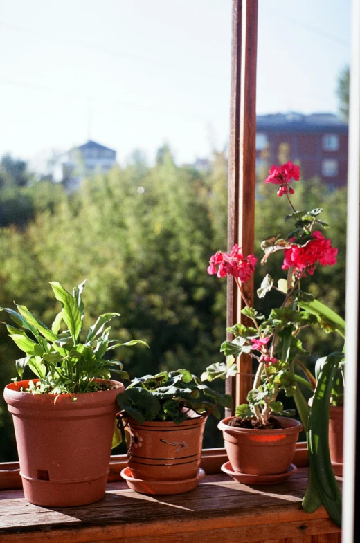 the potted flowers are sitting on the windowsill