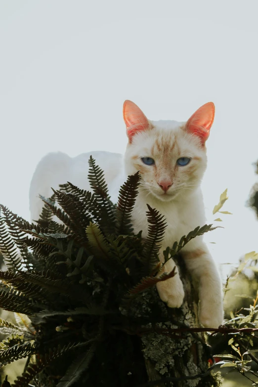 white cat on top of green plant in open sky