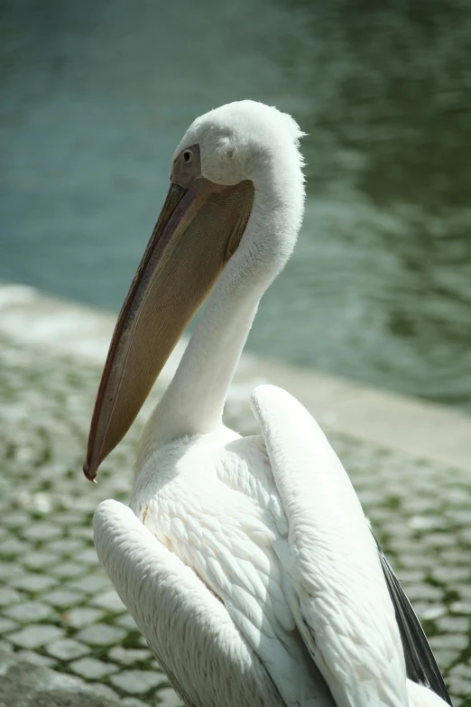 a close up of a large bird near a body of water