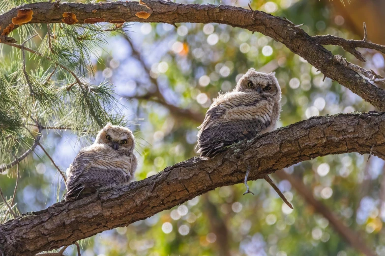 two little owls sitting in a tree and some green leaves