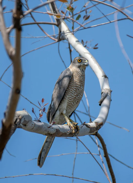 a hawk sitting on a nch with a sky in the background