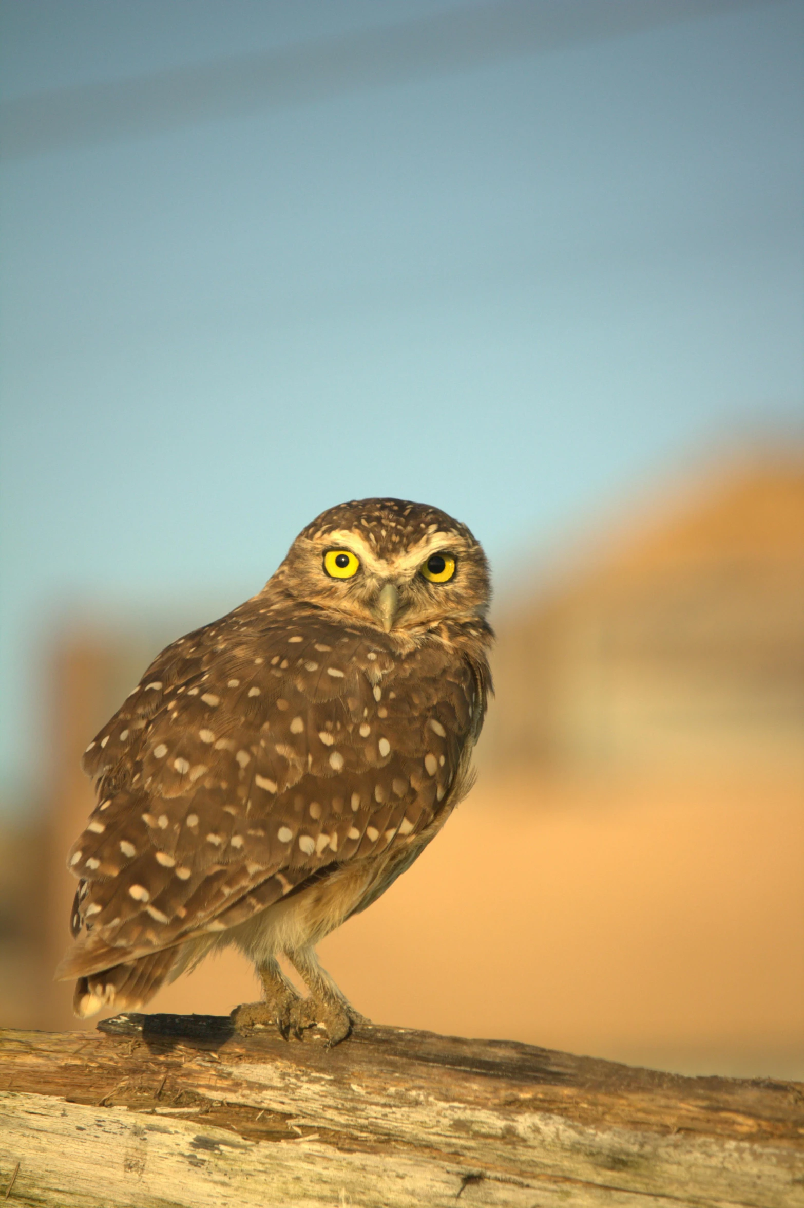 a large owl with yellow eyes perched on a log