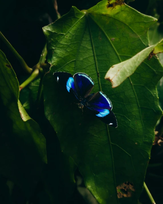 two blue erflies resting on top of green leaves