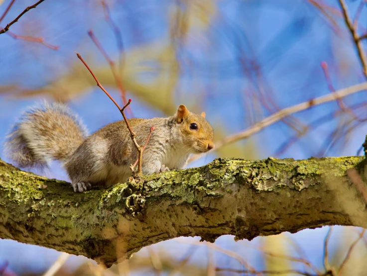 a squirrel is sitting on a nch with a leafless tree behind him