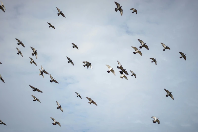 this is a flock of birds flying through the sky