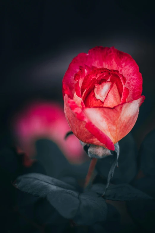 a bright red rose that is out in the dark