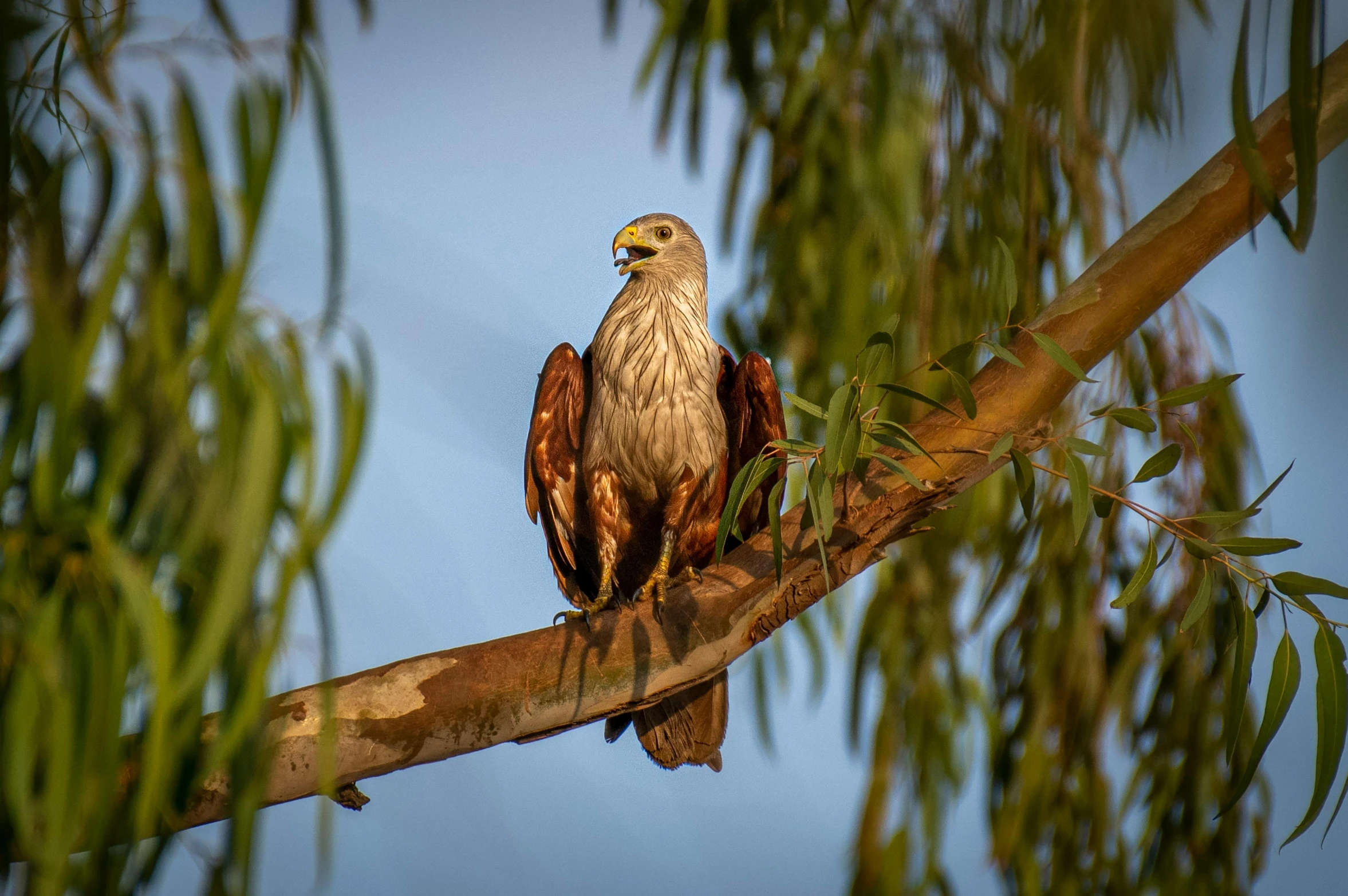 bird on nch with bright green leaves and blue sky