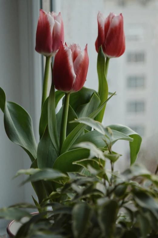 several flowers sitting on top of a pot next to a window