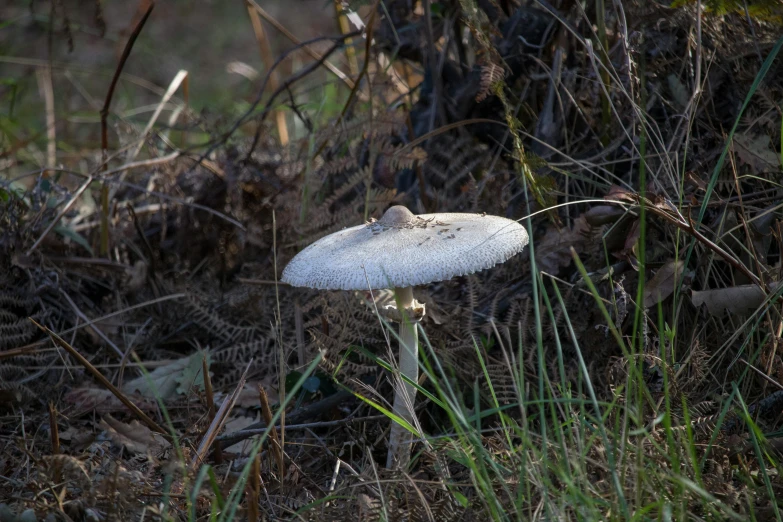 a mushroom sitting on top of grass in the woods