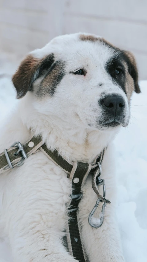 this puppy is sitting in the snow wearing his collar