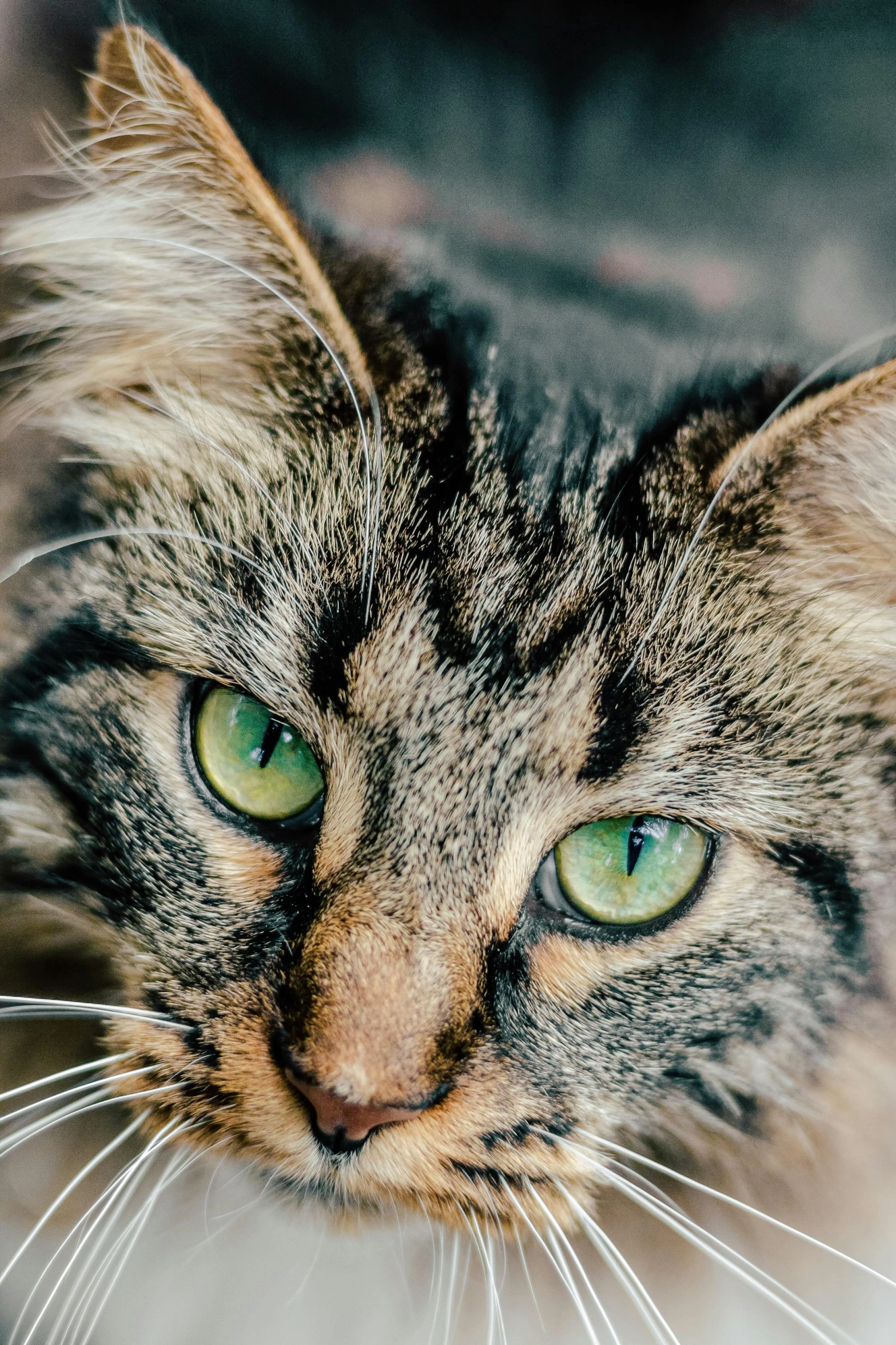 a close up of a cat with green eyes