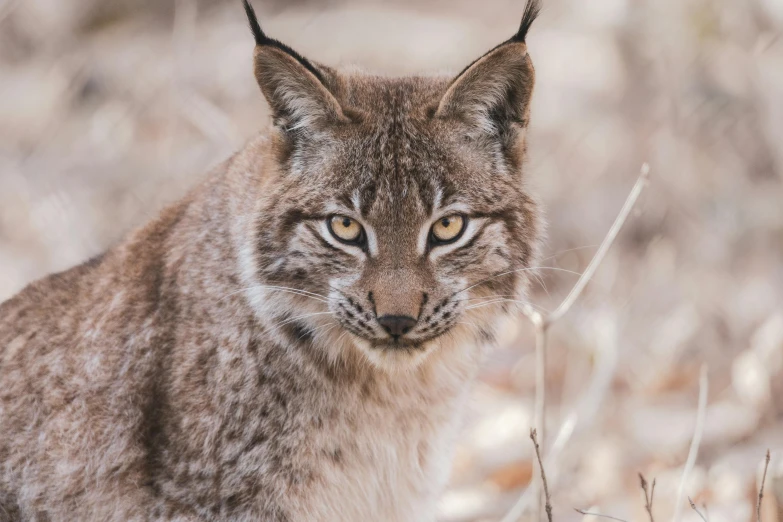 a big brown cat is walking in the woods