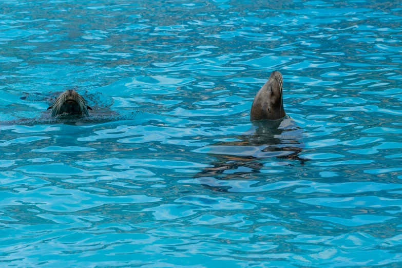 two dolphins swimming side by side in the blue ocean