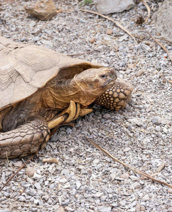 a tortoise is crawling along the side of the road