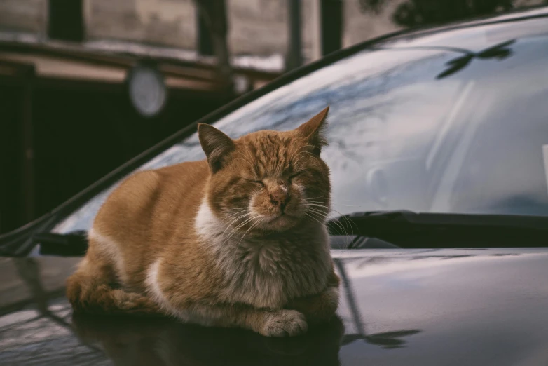 an orange cat sleeping on the hood of a car