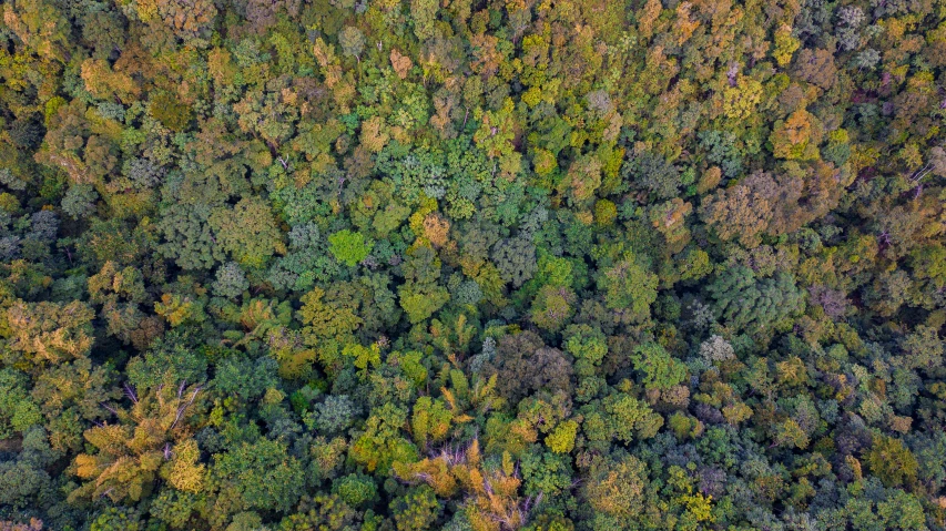 aerial s of a forest during fall