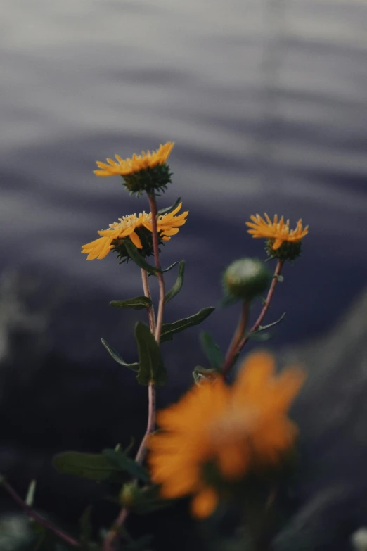 flowers on the edge of a body of water