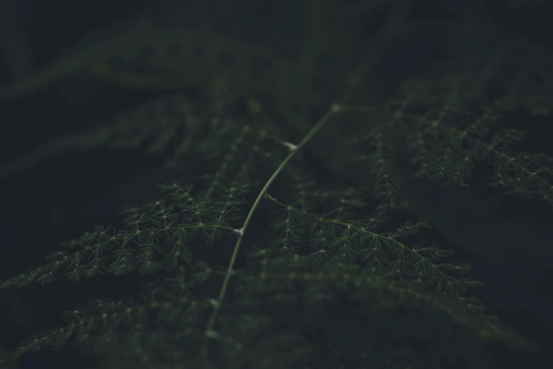 a green plant is seen against the dark background