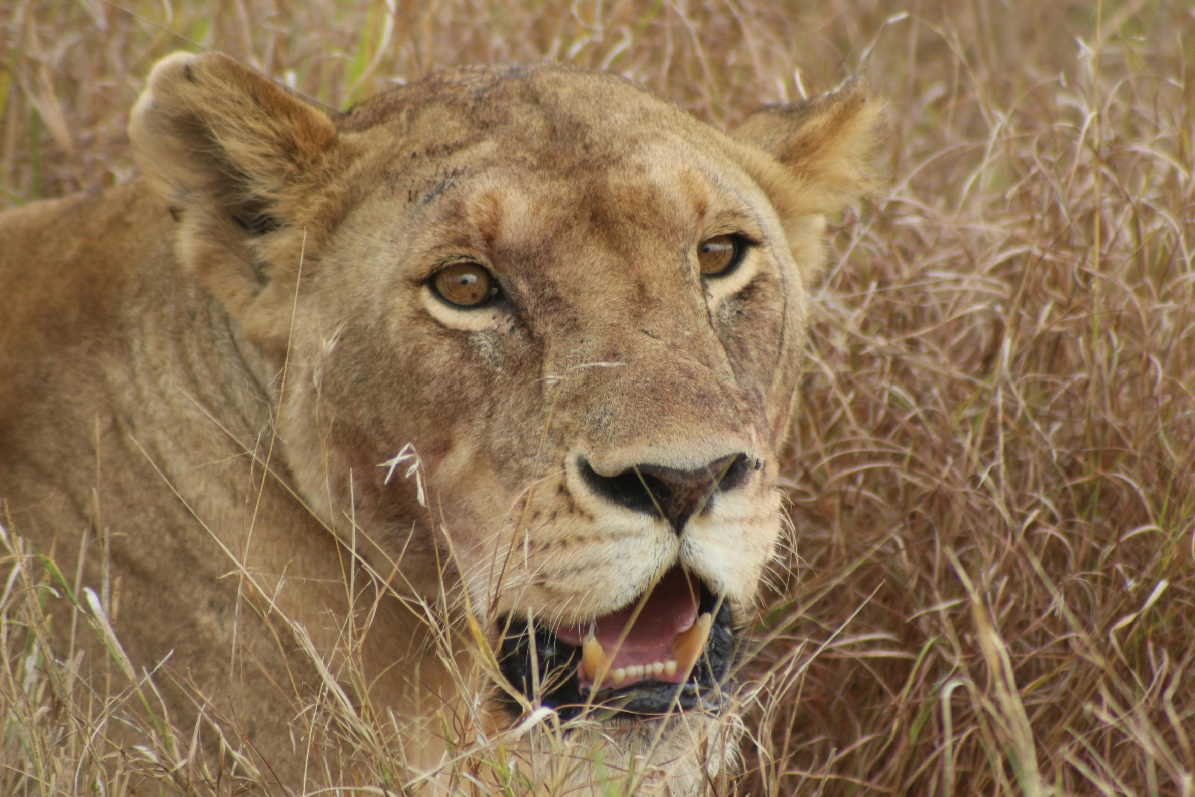 the lion cub has his mouth open and its mouth is wide