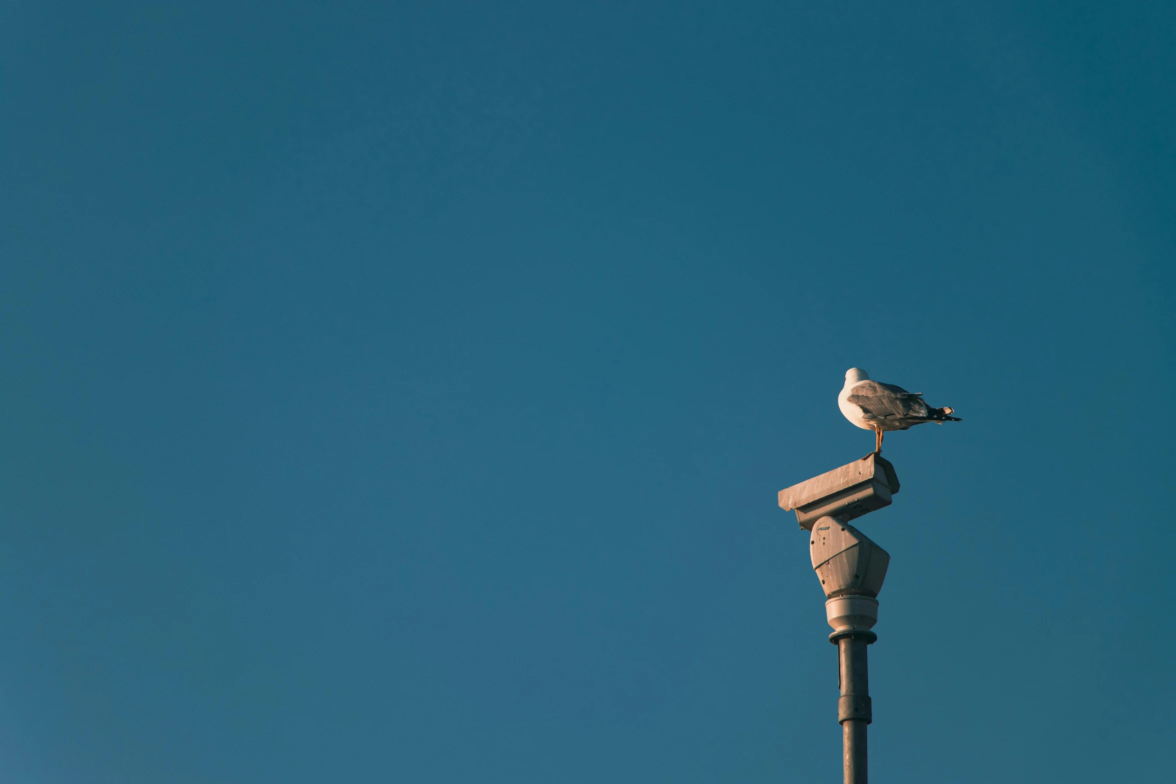 a seagull sitting on top of a post in the clear sky