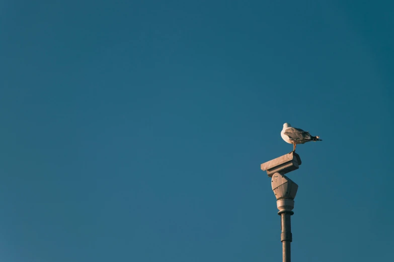 a seagull sitting on top of a post in the clear sky