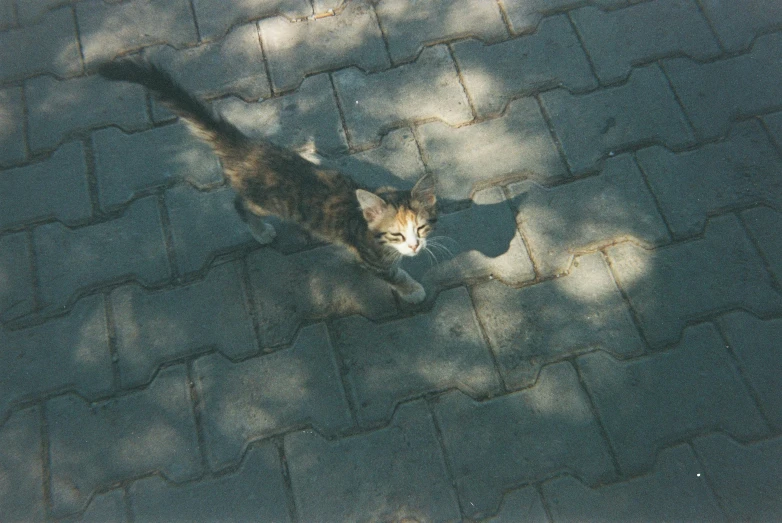 a cat standing on top of an asphalt driveway