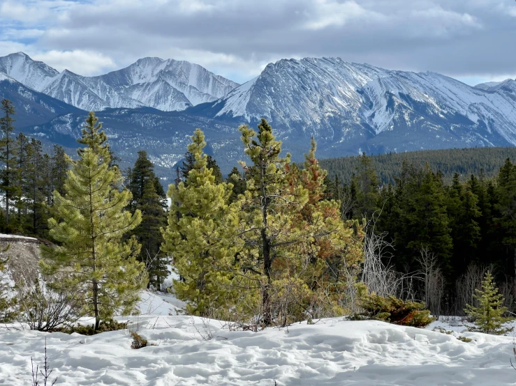 mountains covered in snow behind trees and snow