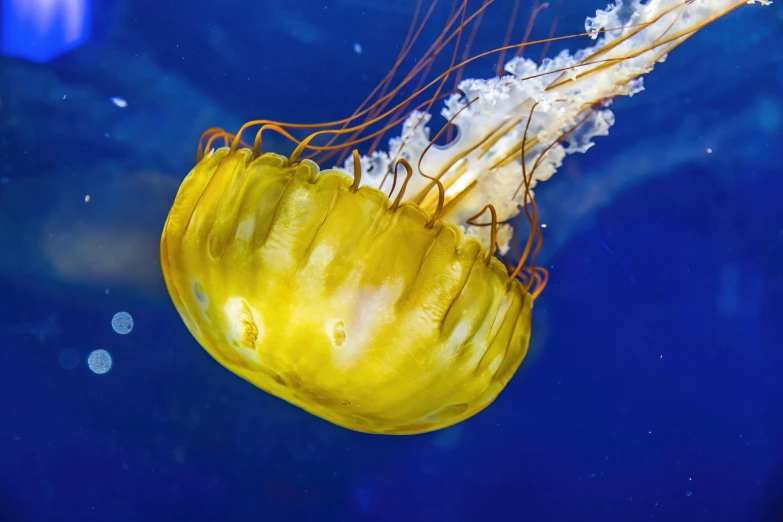 a small yellow jellyfish floating above the water