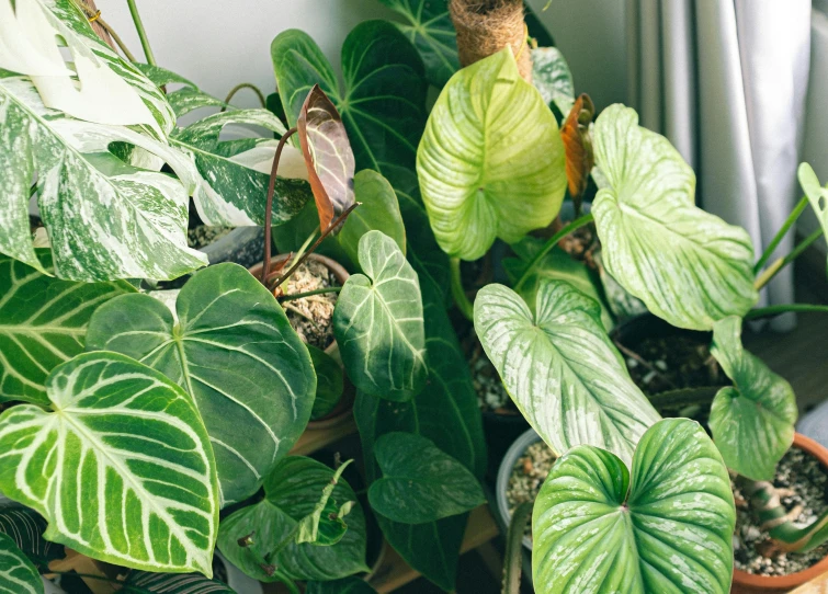 a collection of indoor plants on a patio