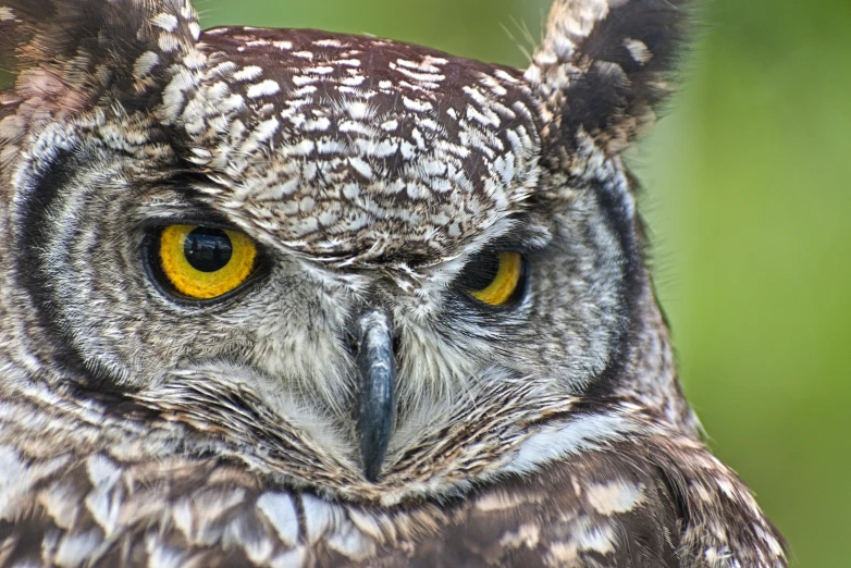 the large owl is sitting on the stump