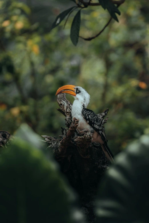 a colorful bird sitting on top of a tree nch