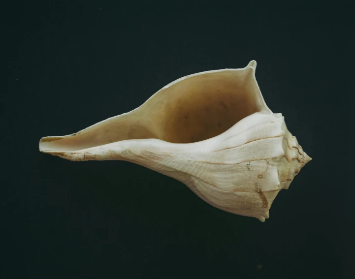 a sea shell sitting on top of black surface