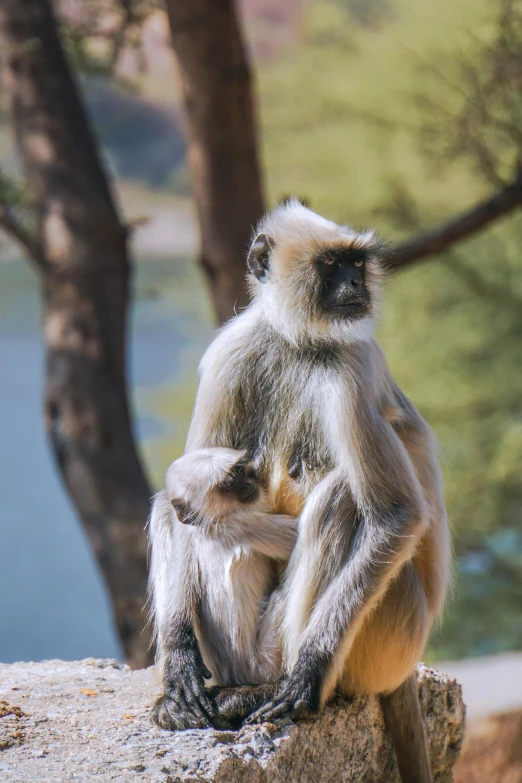 two monkeys that are sitting on some rocks