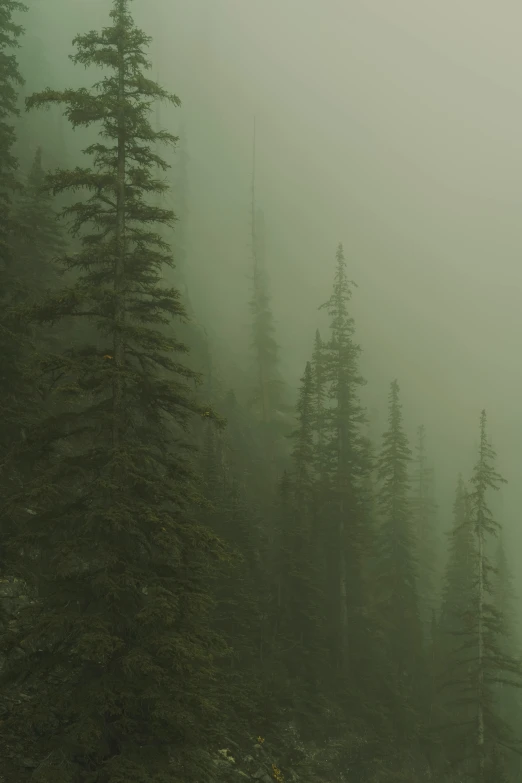 a bench with trees behind it in the fog