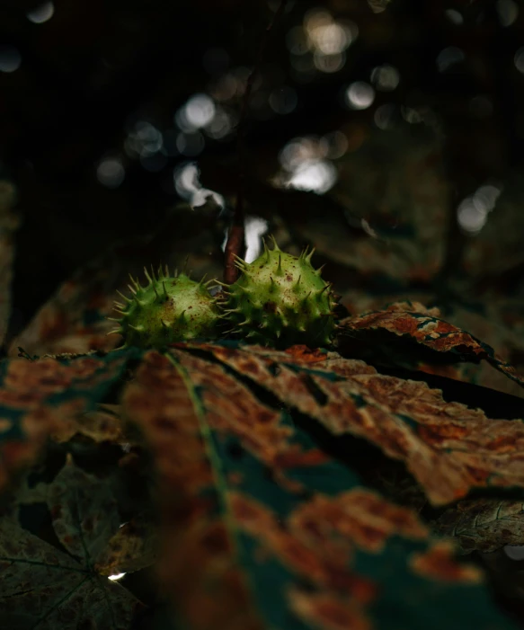 a bunch of plant life with its leaves in the foreground