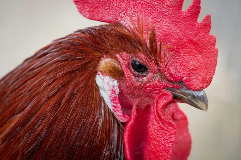 an orange rooster is shown with its large comb