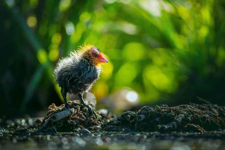 a small bird standing on a pile of dirt