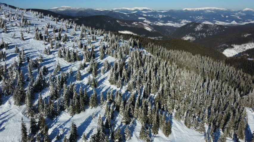 snowy mountain area with evergreen trees in the foreground