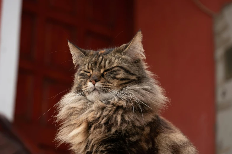 a fluffy cat sitting by a red door