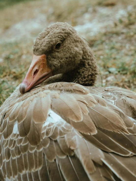 a closeup of a duck with feathers