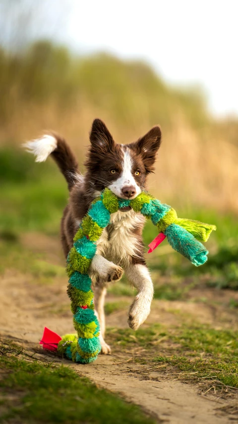 a small dog runs on a path holding a toy